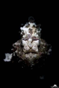 Frogfish portrait with snooted light by Raffaele Livornese 